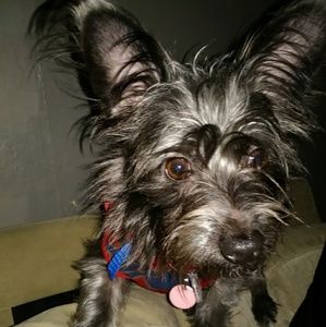 Meet your Posher, Shawnie